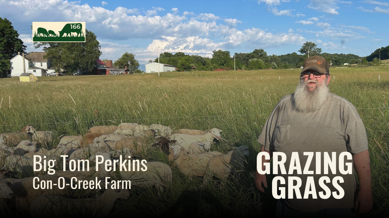 166. Grazing Sheep with Big Tom Perkins